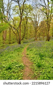 Native English Hyacinthoides In An Ancient Woodland