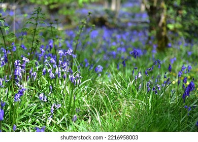 Native English Hyacinthoides In An Ancient Woodland