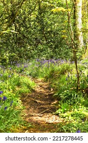 Native English Hyacinthoides In An Ancient Woodland