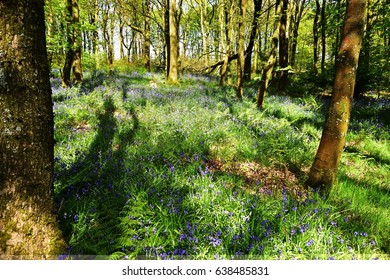 Native English Hyacinthoides In An Ancient Woodland