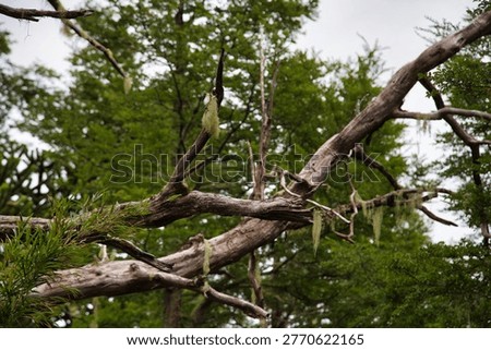 Native Forest Scene With Mossy Fallen Branch And Evergreen Trees In Currarhue, Chile.