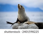 Native Fur Seals on Rocks in New Zealand