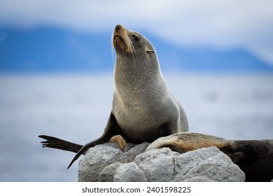 Native Fur Seals on Rocks in New Zealand