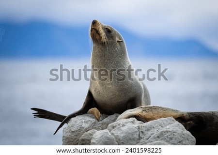 Foto Bild Niedliche Robben auf Felsen in einem Fjord in Alaska