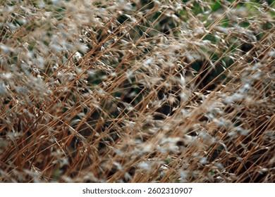 Native Grass Blowing in the Wind 