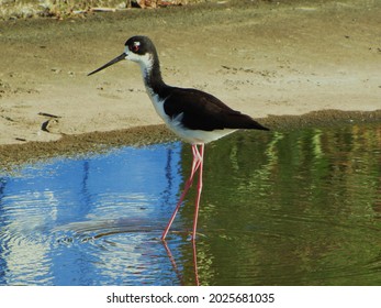 A Native Hawaiian Stilt Known As The A'eo In Search Of Food In A Pond