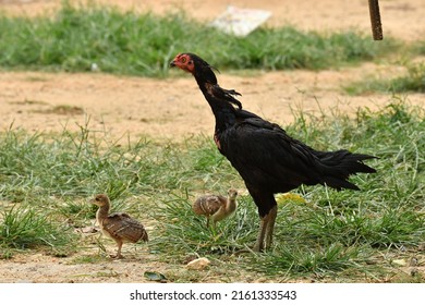 native hen sharing food with baby peacocks in a farmland
