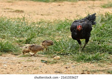 Native Hen Sharing Food With Baby Peacocks In A Farmland