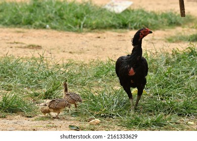 native hen sharing food with baby peacocks in a farmland