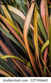 Native New Zealand Flax