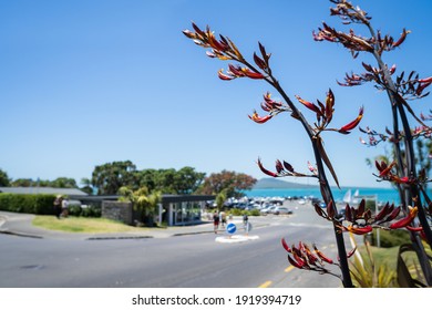 Native New Zealand Flax Or Harakeke In Flower At Takapuna Beach, With Out Of Focus Cars Parked At The Carpark And People Enjoying The Summer.