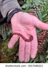 Native New Zealand Giant Earthworm Eating A Centipede