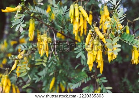 native New Zealander Sophora microphylla Kōwhai plant with pointy yellow flowers outdoor in beautiful tropical backyard shot at shallow depth of field