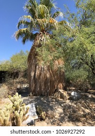 Native Palm At Santa Rosa And San Jacinto Mountains National Monument Visitor Center, Palm Desert, CA.