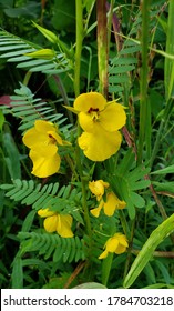 Native Partridge Pea Flowers In The Wild 