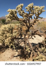 Native Plants Found At Santa Rosa And San Jacinto Mountains National Monument, Palm Desert, CA.