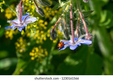 Native Plants Insects Colorado