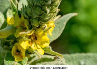 Native Plants Insects Colorado