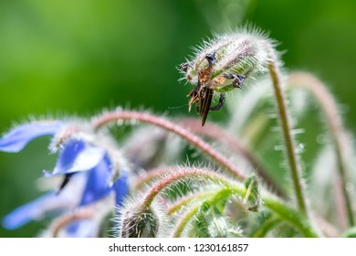 Native Plants Insects Colorado