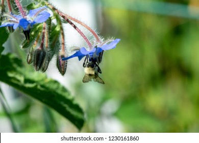 Native Plants Insects Colorado