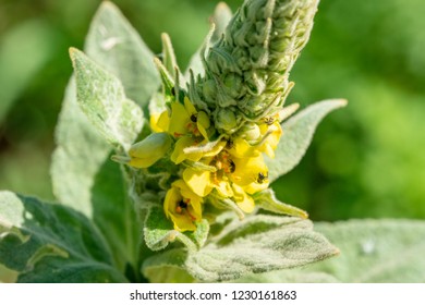 Native Plants Insects Colorado