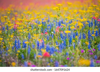 Native Plants Wildflowers In Full Bloom