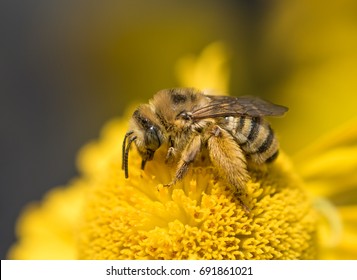 Native pollinator Long Horned Bee (Mellisodes) on a bright yellow Helen's Flower (Helenium autumnale) - Powered by Shutterstock