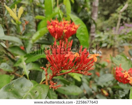 The native range of this variety is Caroline Islands, Marshall Islands, Gilbert Islands (Tarwa). It is a shrub and grows primarily in the wet tropical biome.