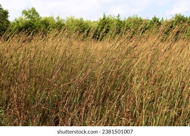 Native Tallgrass on a prairie surrounding a riparian woodland taken at a Tallgrass Preserve in Wichita,  KS within the Great Plains 