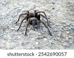 Native Tarantula spider mount diablo California Aphonopelma iodius
