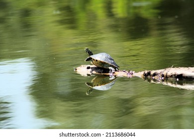 Native Turtles To Florida In The Water