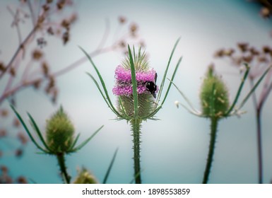 Native Violet Flower With A Bee 