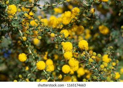 Native Western Australian Flowers, Acacia Pulchella, Prickly Moses, Macro.