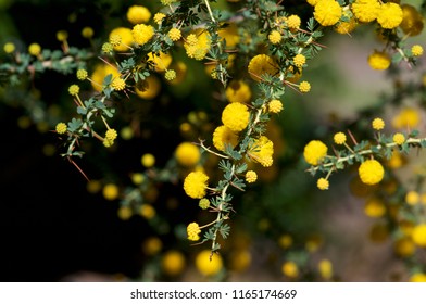 Native Western Australian Flowers, Acacia Pulchella, Prickly Moses, Macro.