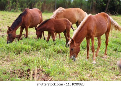 Native Wild Equine. Equus Ferus Caballus