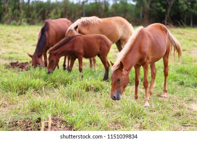 Native Wild Equine. Equus Ferus Caballus