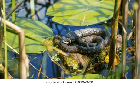 The grass snake (Natrix natrix). Basking in the sun