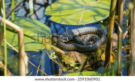 The grass snake (Natrix natrix). Basking in the sun