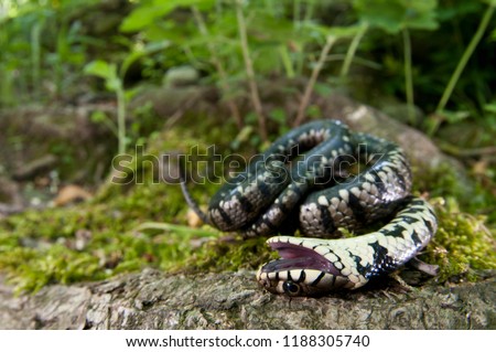 Natrix natrix (grass snake)