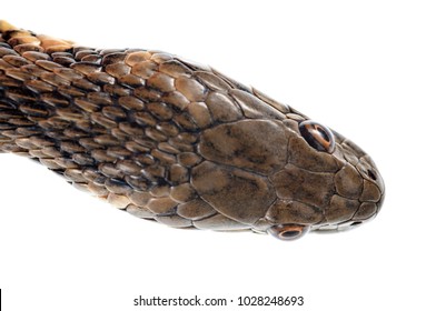 Natrix Maura (viperine Snake)