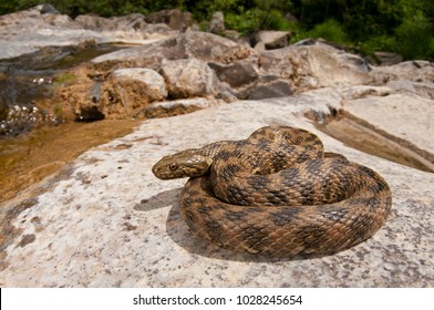 Natrix Maura (viperine Snake) In Its Habitat 