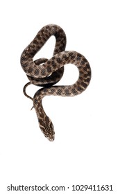 Natrix Maura (viperine Snake) Juvenile