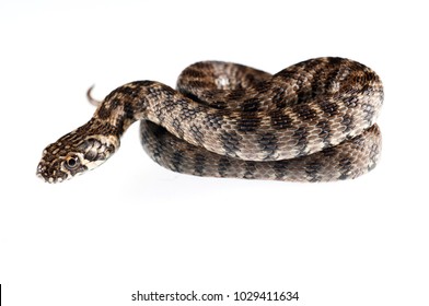 Natrix Maura (viperine Snake) Juvenile