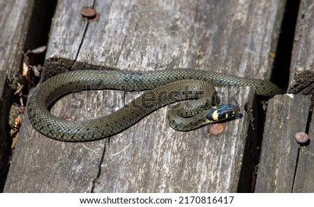 a Natrix natrix snake coiled on a wooden planks