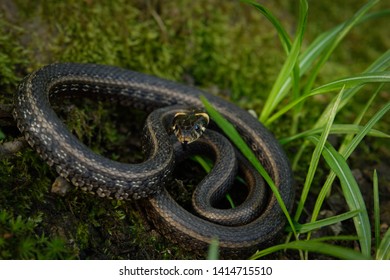 Natrix Snake Colubridae Forest Close Stock Photo 1414715510 | Shutterstock