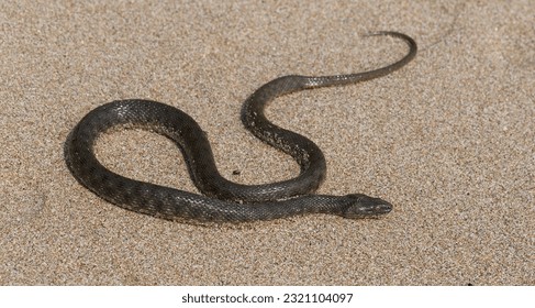 Natrix tessellata. The dice snake is a European non venomous snake belonging to the family Colubridae, subfamily Natricinae. The reptile lives on the sandy beach of the Black Sea. - Shutterstock ID 2321104097