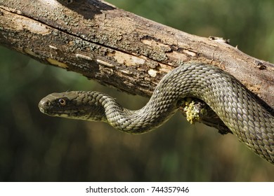 Natrix tessellata.The dice snake is a European nonvenomous snake belonging to the family Colubridae, subfamily Natricinae. - Shutterstock ID 744357946