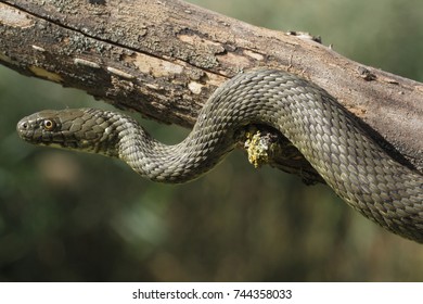 Natrix tessellata.The dice snake is a European nonvenomous snake belonging to the family Colubridae, subfamily Natricinae. - Shutterstock ID 744358033