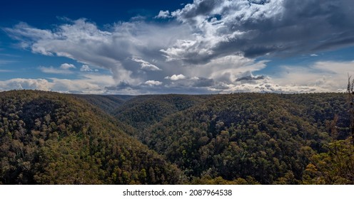  Nattai Wilderness Recovering Good 2years On From The Devastating Green Wattle Creek Bush Fire 2019, Wildflowers And Regrowth On Trees.