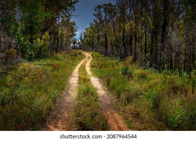  Nattai Wilderness Recovering Good 2years On From The Devastating Green Wattle Creek Bush Fire 2019, Wildflowers And Regrowth On Trees.